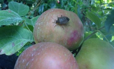 Figure 10 apple dd .jpg